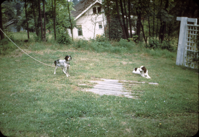 08 Yard and dogs
