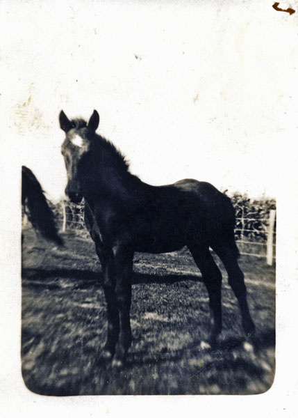 Farm colt2